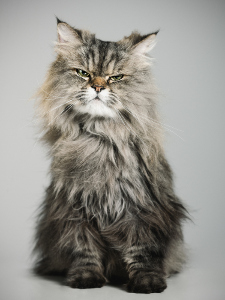 grumpy-cat300